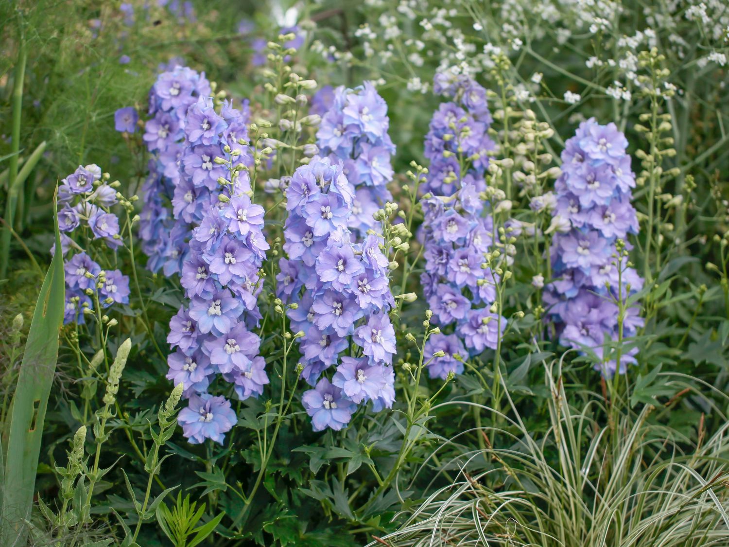 Delphinium elatum 'Delgenius Shelby'